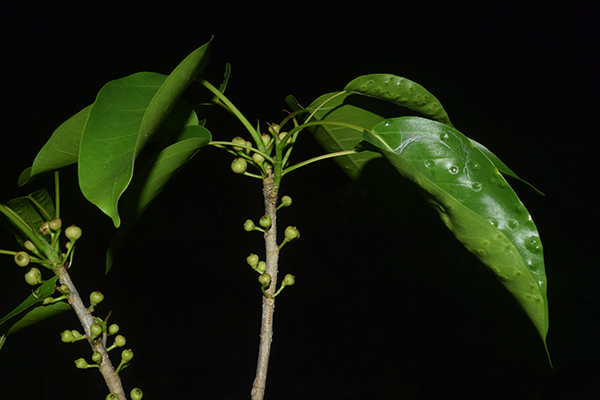Ficus citrifolia 6148 small